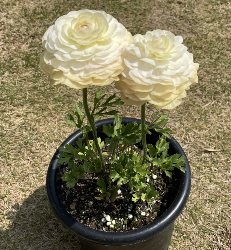 Ranunculus ラナンキュラス