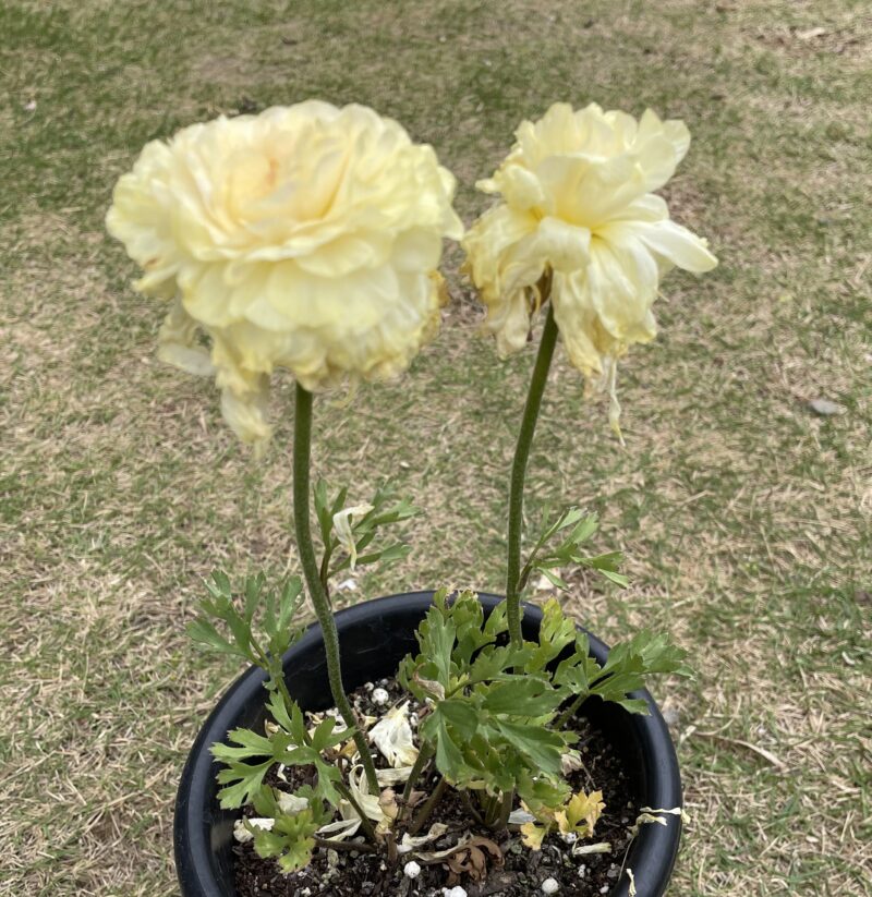 Ranunculus ラナンキュラス