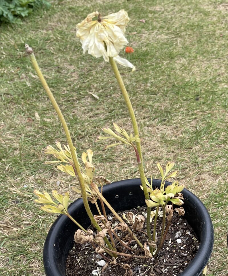 Ranunculus ラナンキュラス