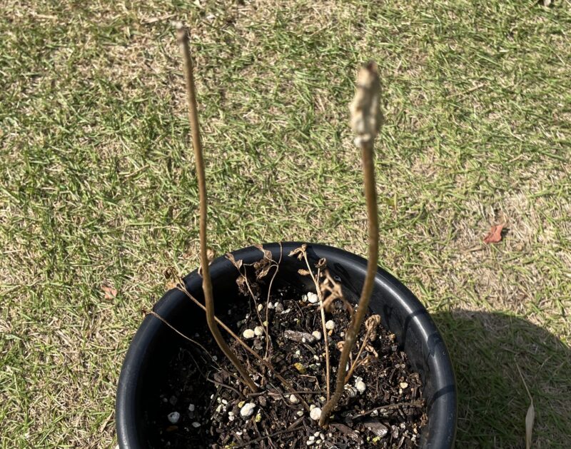 Ranunculus ラナンキュラス