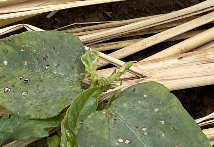 Cowpea 三尺ささげ