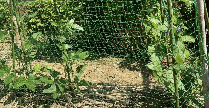 Cowpea 三尺ささげ