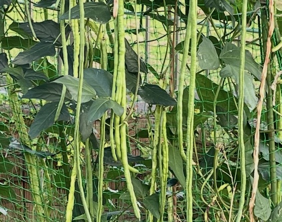 Cowpea 三尺ささげ