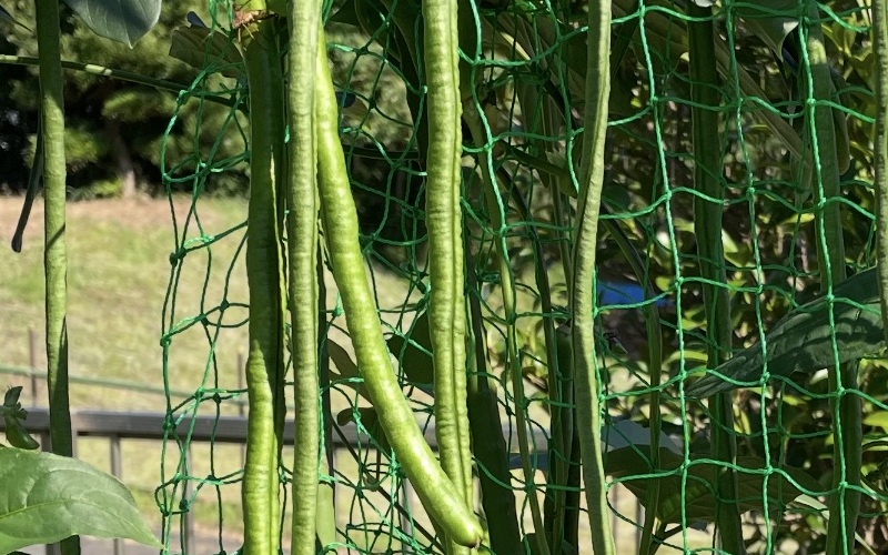 Cowpea 三尺ささげ