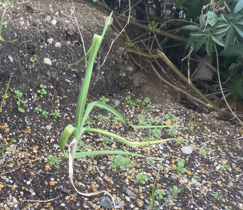 garlic にんにく 栽培