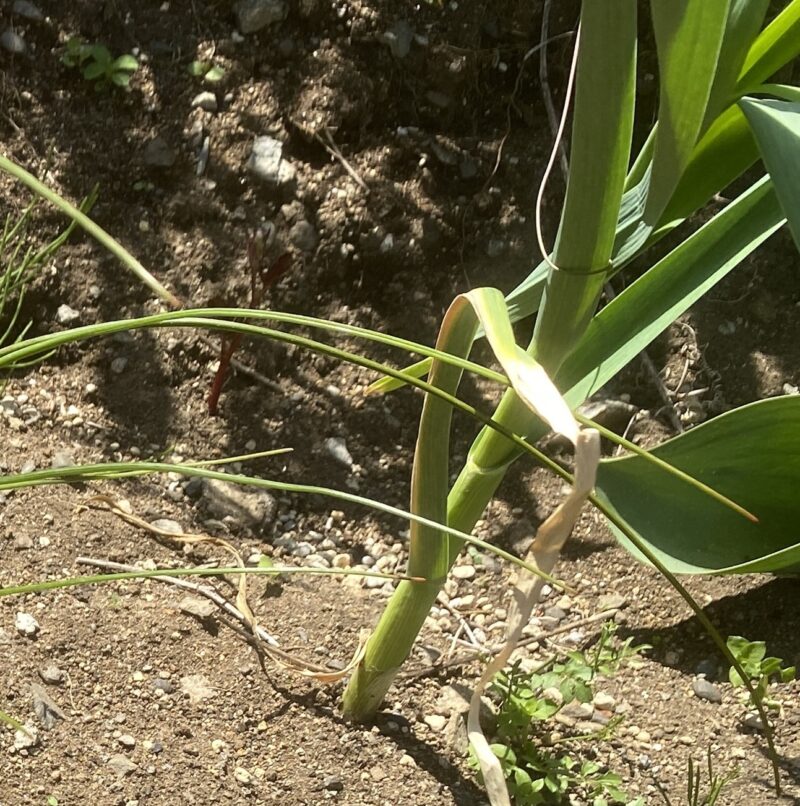 garlic にんにく 栽培