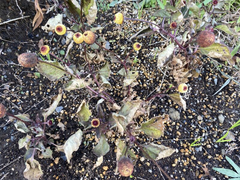 Toothacheplant スピランサス