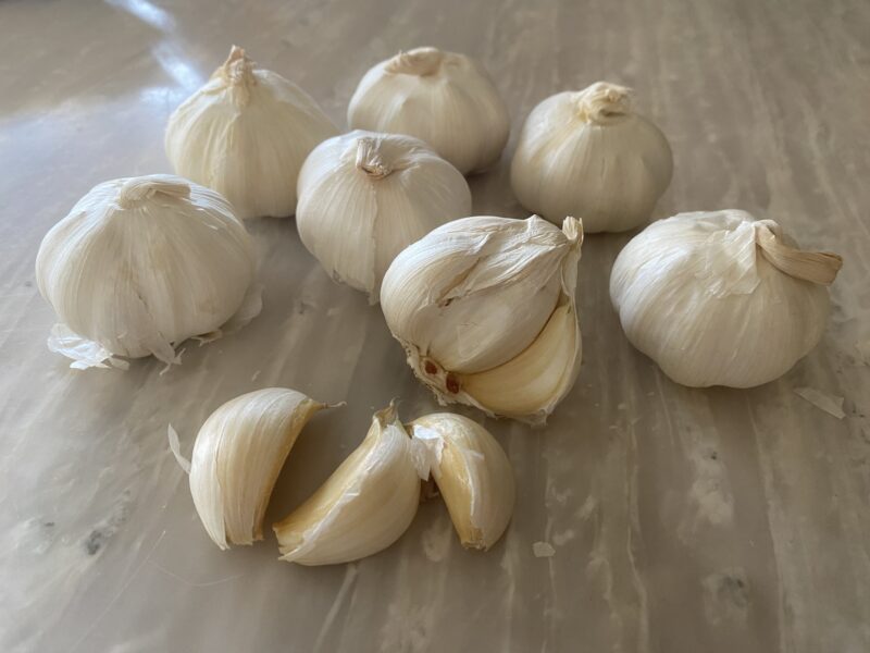 garlic にんにく 栽培