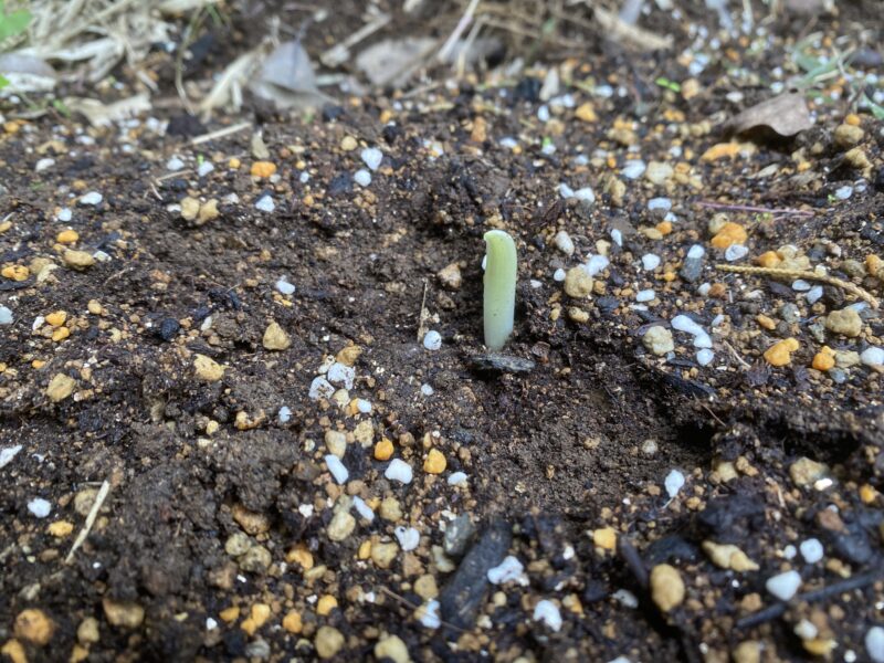 garlic にんにく 栽培