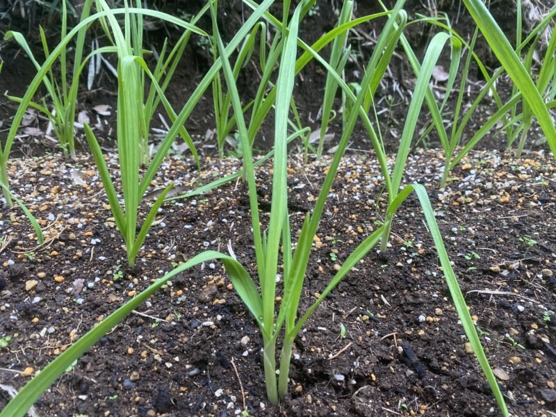 garlic にんにく 栽培