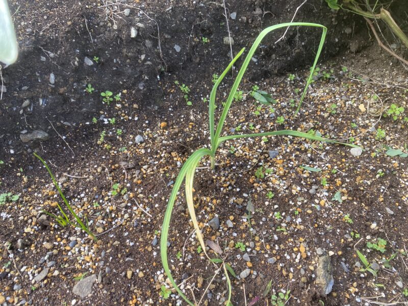 garlic にんにく 栽培