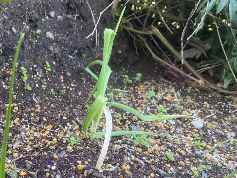 garlic にんにく 栽培