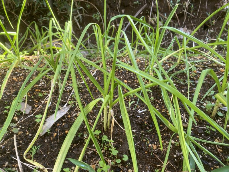 garlic にんにく 栽培