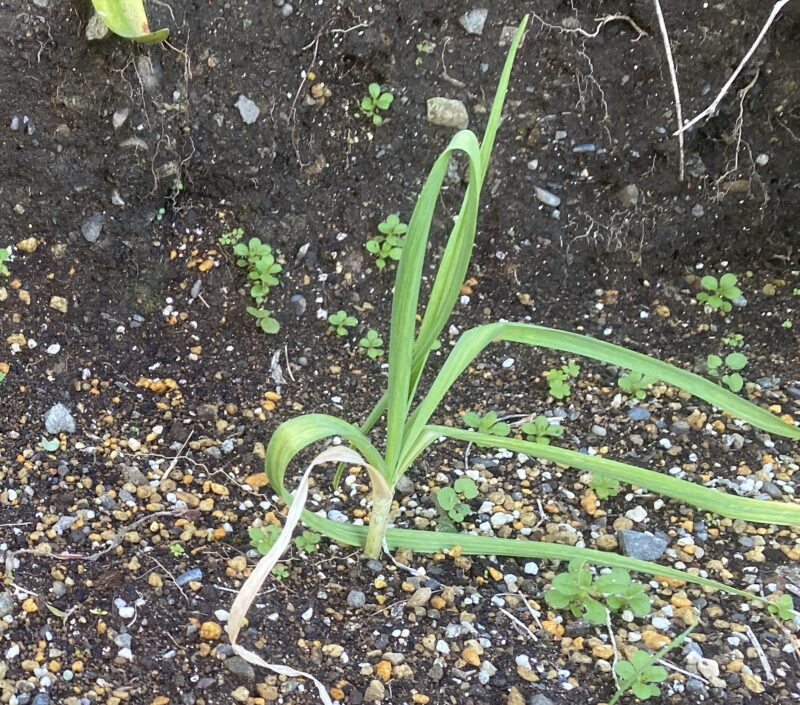 garlic にんにく 栽培