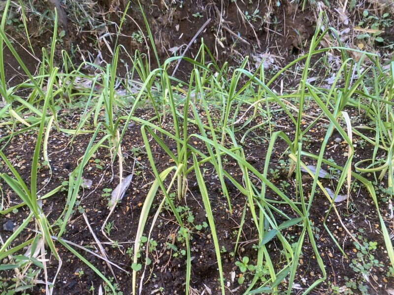 garlic にんにく 栽培