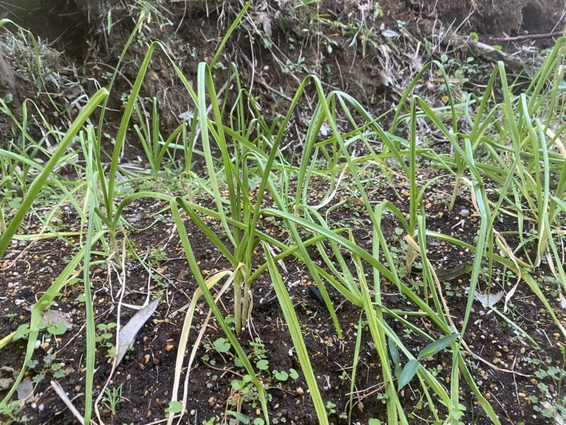 garlic にんにく 栽培