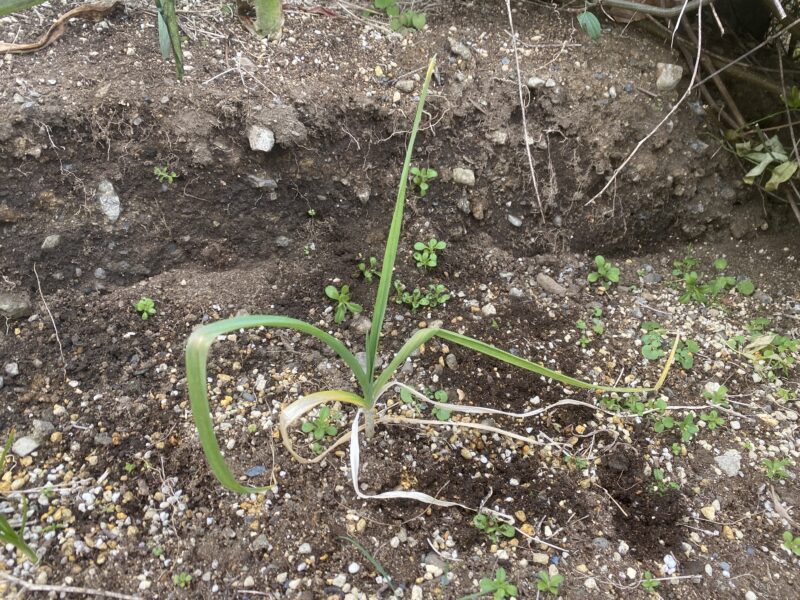 garlic にんにく 栽培