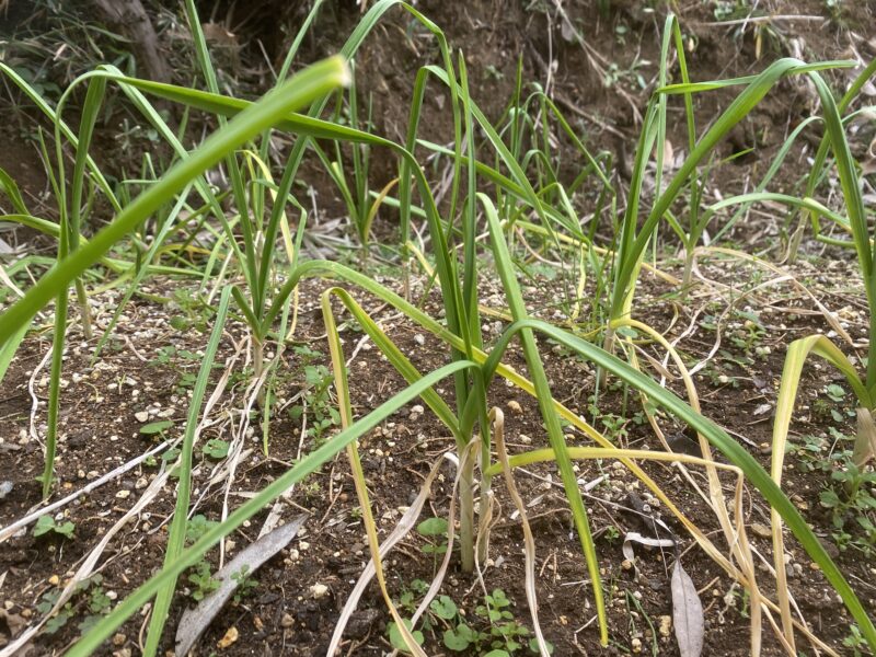 garlic にんにく 栽培