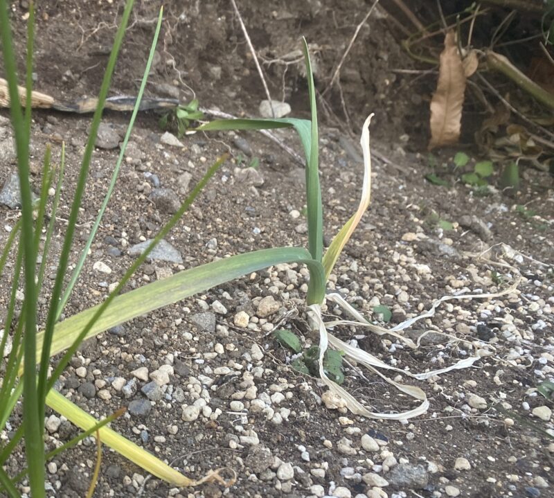garlic にんにく 栽培