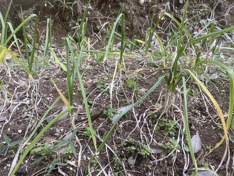 garlic にんにく 栽培