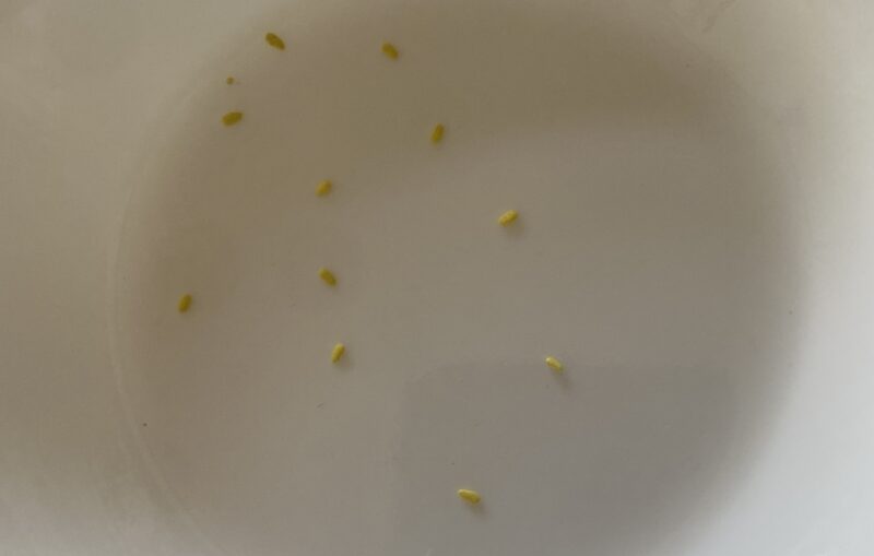 Toothacheplant スピランサス