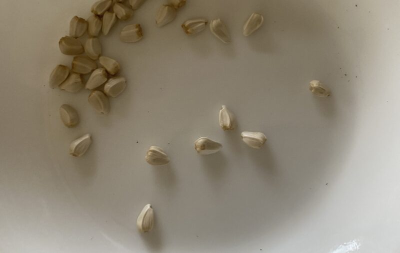 safflower　ベニバナ