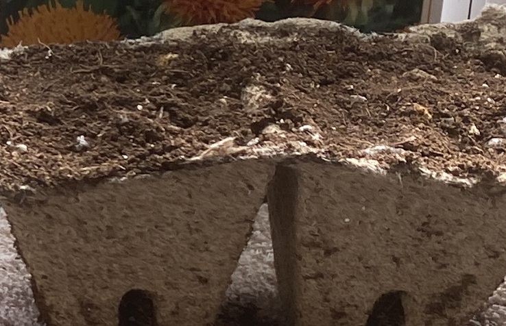 safflower　ベニバナ