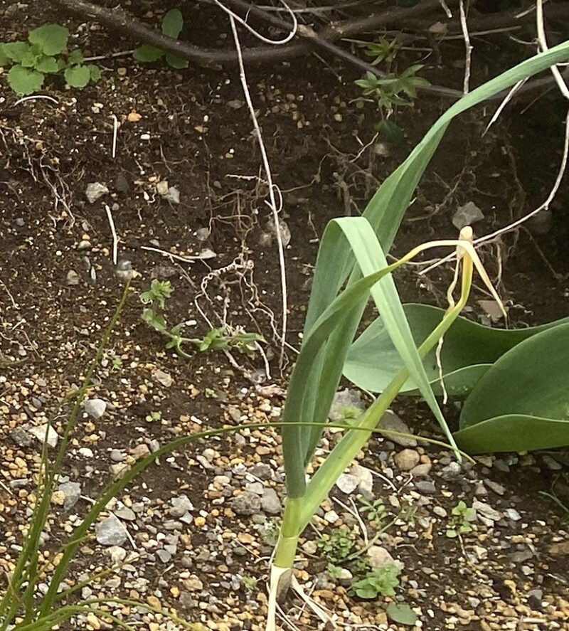 garlic にんにく 栽培