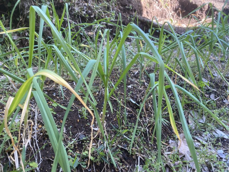 garlic にんにく 栽培