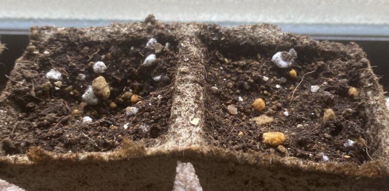 Toothacheplant スピランサス