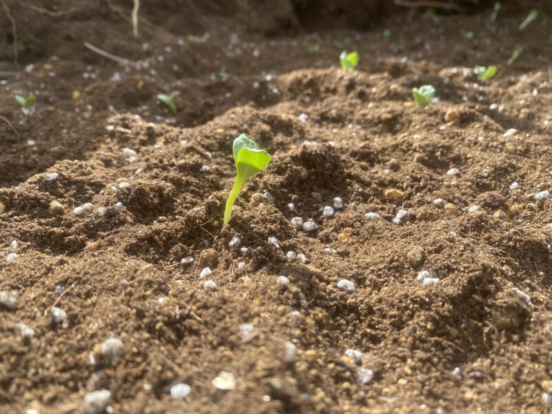 safflower　ベニバナ