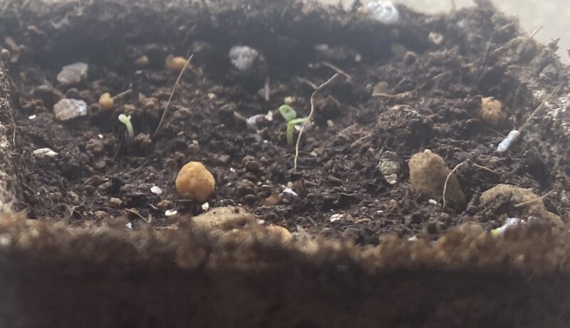 Toothacheplant スピランサス