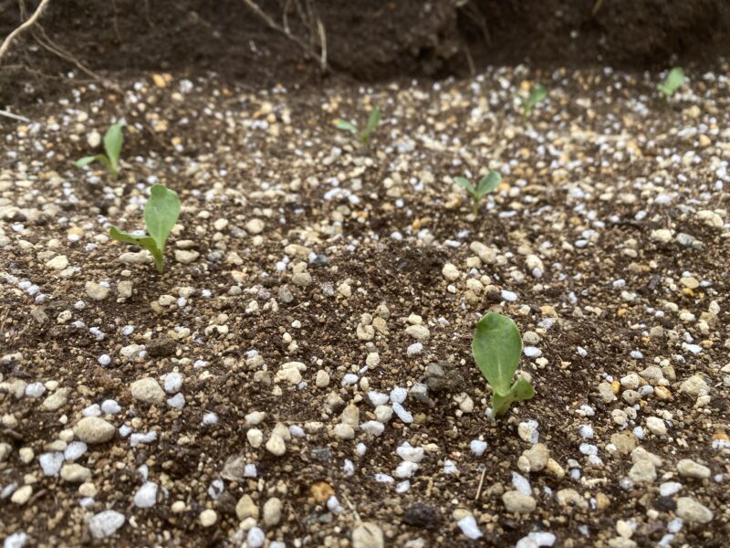 safflower　ベニバナ