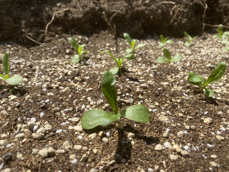 safflower　ベニバナ