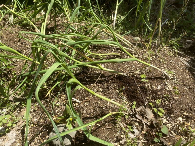 garlic にんにく 栽培