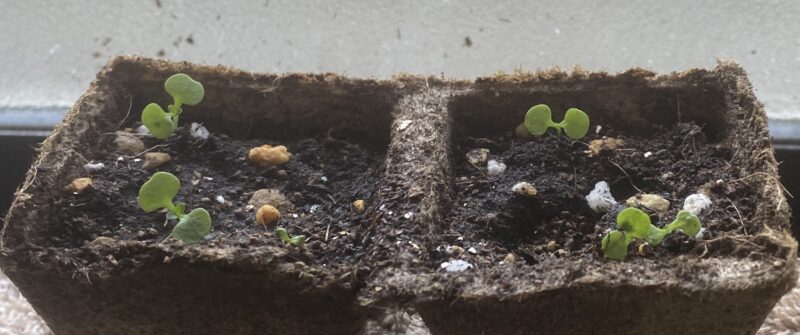 Toothacheplant スピランサス