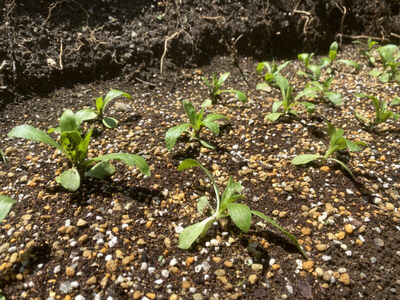 safflower　ベニバナ