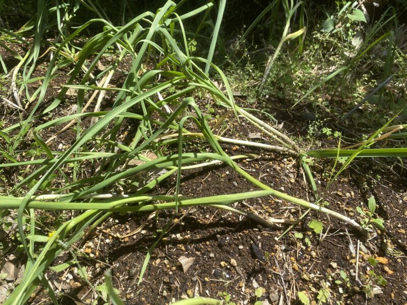 garlic にんにく 栽培