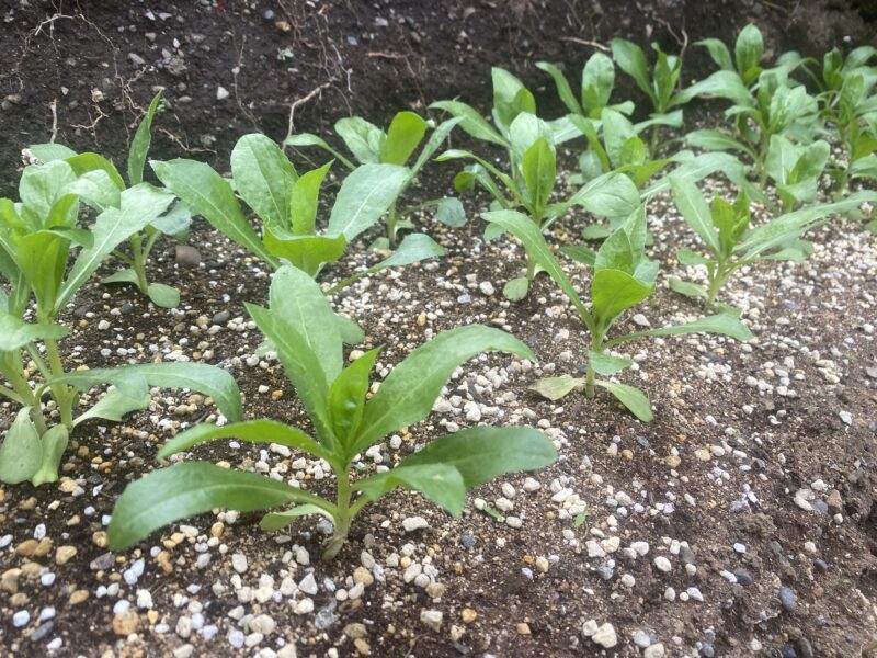 safflower　ベニバナ