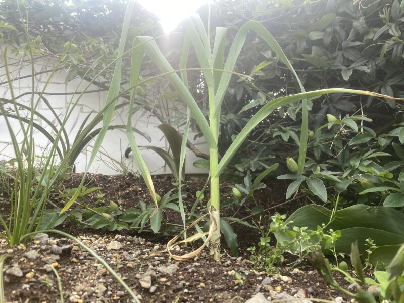 garlic にんにく 栽培