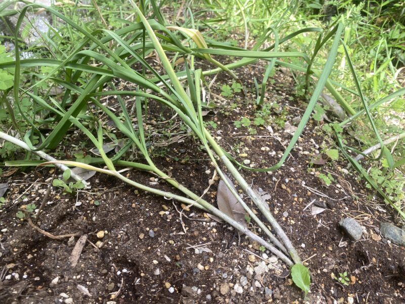 garlic にんにく 栽培