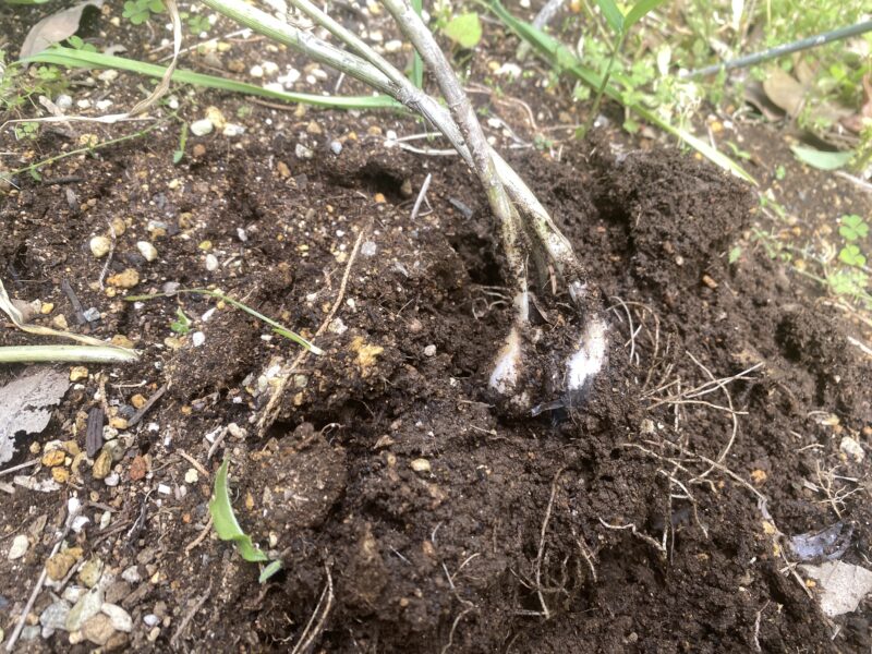 garlic にんにく 栽培