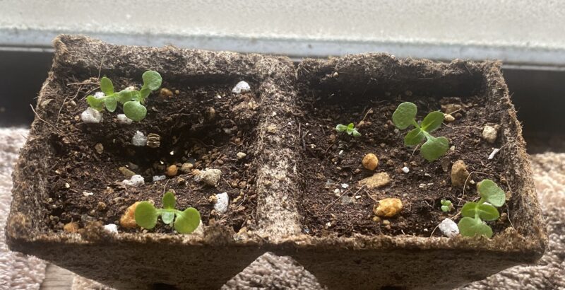 Toothacheplant スピランサス