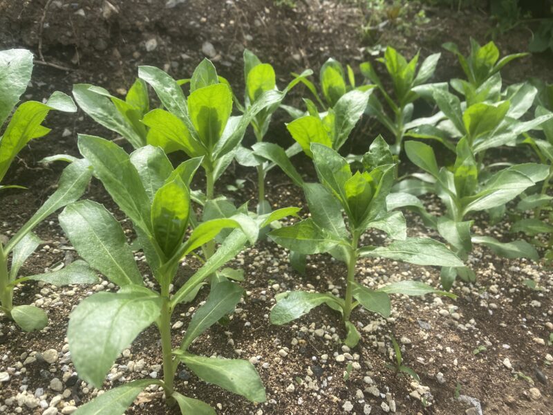 safflower　ベニバナ