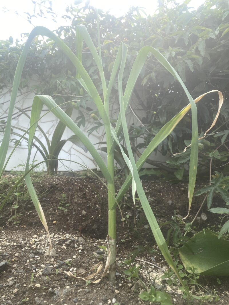 garlic にんにく 栽培