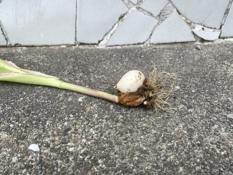 garlic にんにく 栽培