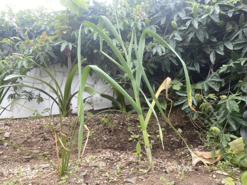 garlic にんにく 栽培