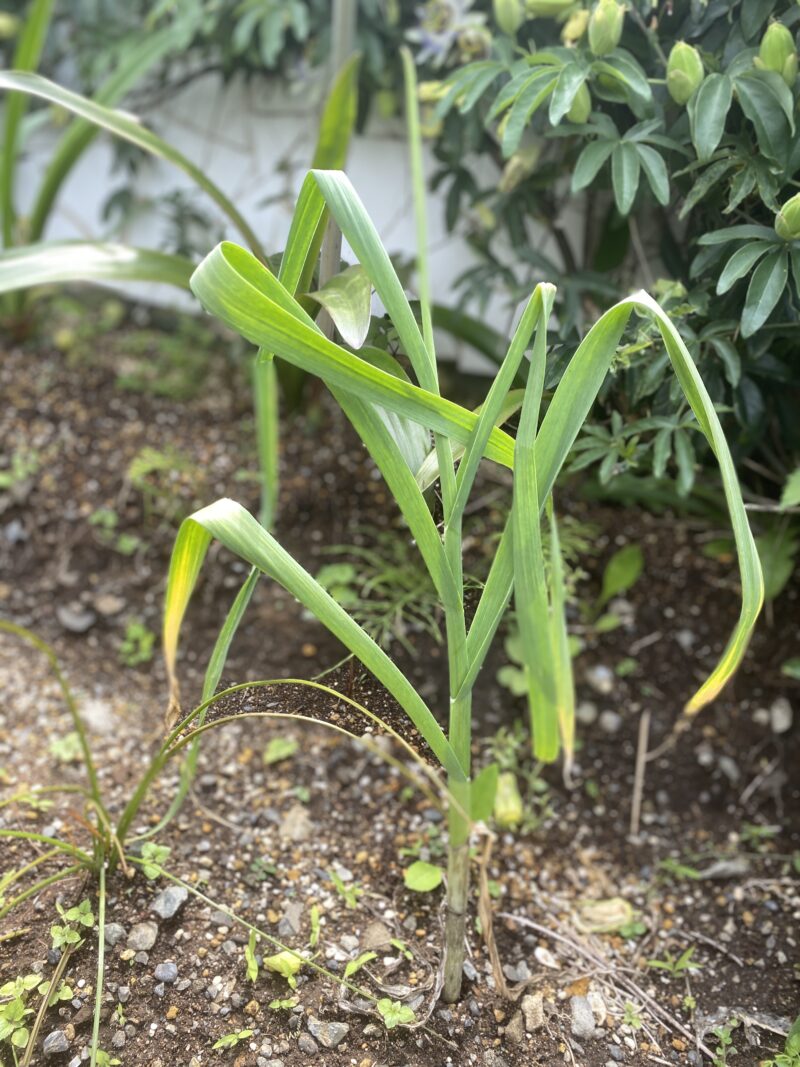 garlic にんにく 栽培