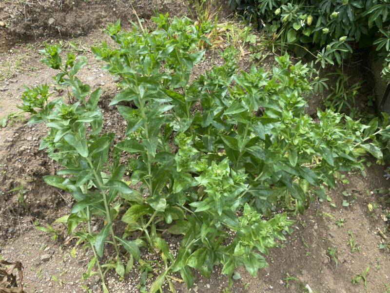 safflower　ベニバナ