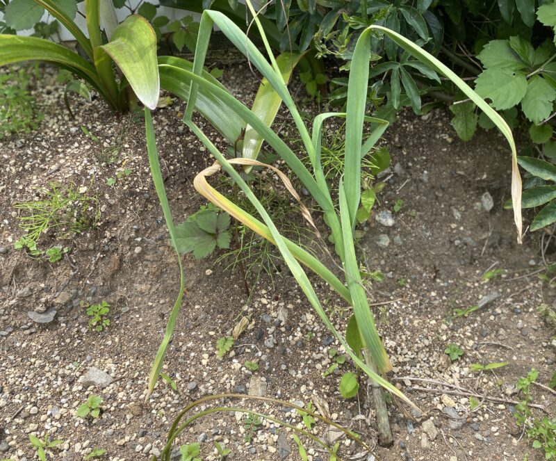 garlic にんにく 栽培